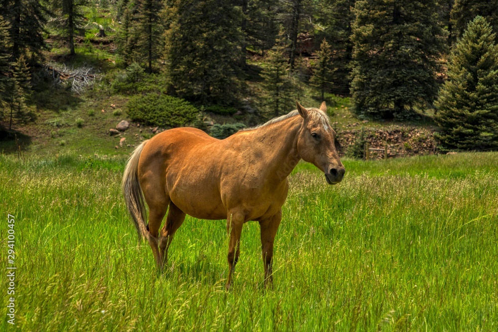 Fototapeta premium Palomino Quarter Horse on a Ranch in Colorado