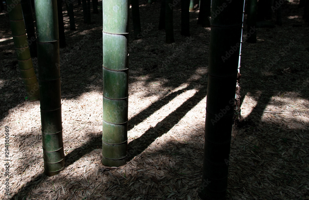 Fototapeta premium Bamboo Forest With Sunlight In Japan.