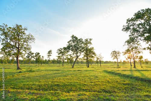 Southeast Asia, sparse forests, green pastures and evening sun.