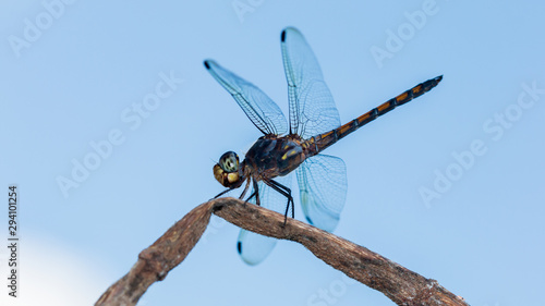 Dragonfly in the Nature