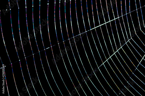 Spider web With back light