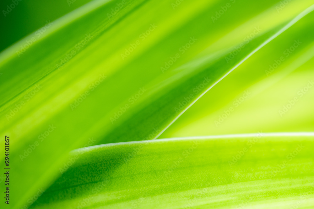 Nature of green leaf in garden at summer. Natural green leaves plants using as spring background cover page greenery environment ecology wallpaper Nature of green leaf in garden at summer. Natural green leaves plants using as spring background cover page greenery environment ecology wallpaper