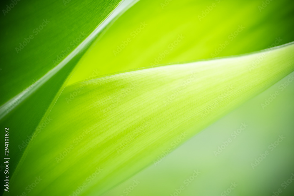 Nature of green leaf in garden at summer. Natural green leaves plants using as spring background cover page greenery environment ecology wallpaper Nature of green leaf in garden at summer. Natural green leaves plants using as spring background cover page greenery environment ecology wallpaper