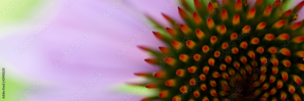 Flower of echinacea natural macro background of spa treatments Flower of echinacea natural macro background of spa treatments