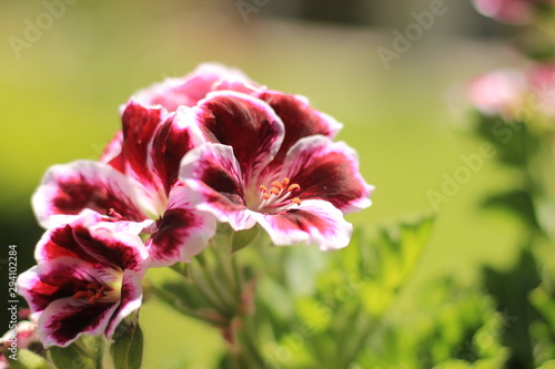 Pink flower in the garden