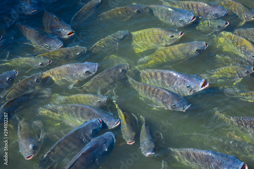 Nile tilapia in the pond is rising to get oxygen air on the surface.