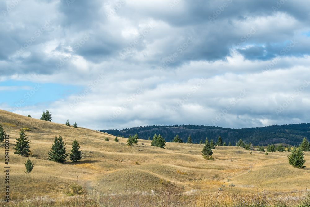 Calm and dry pasture grazing lands in rural British Columbia, Canada, near Kamloops. Vast hilly landscape, interesting relief, dry grass, hay, pine trees, blue sky