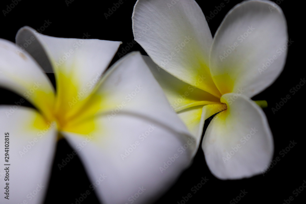 Fototapeta premium white flower on a green background