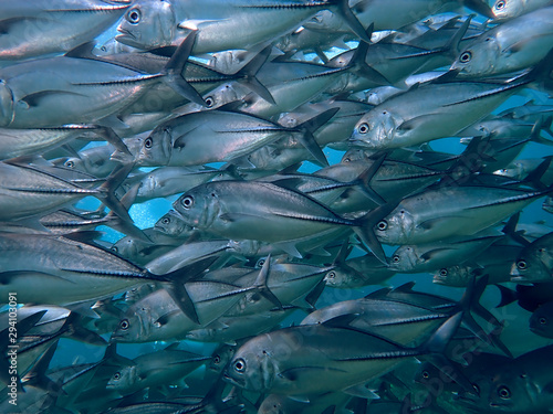 Closeup with school of Blackjack, black trevally, black kingfish, coal fish or black ulua during a leisure dive in Barracuda Point, Sipadan Island, Semporna, Tawau, Sabah. Malaysia. Borneo. 