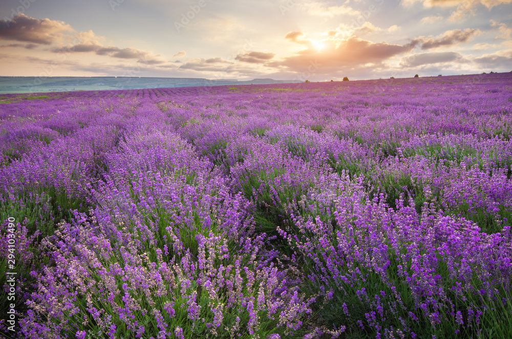 Meadow of lavender at sunrise Meadow of lavender at sunrise