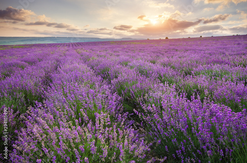 Meadow of lavender at sunrise © GIS