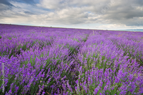 Meadow of lavender at cloudy day. © GIS
