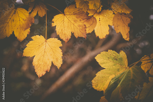 Autumn leaf of maple tree.