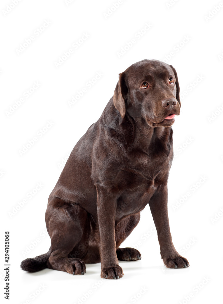 Cute chocolate brown Labrador Retriever puppy Cute chocolate brown Labrador Retriever puppy