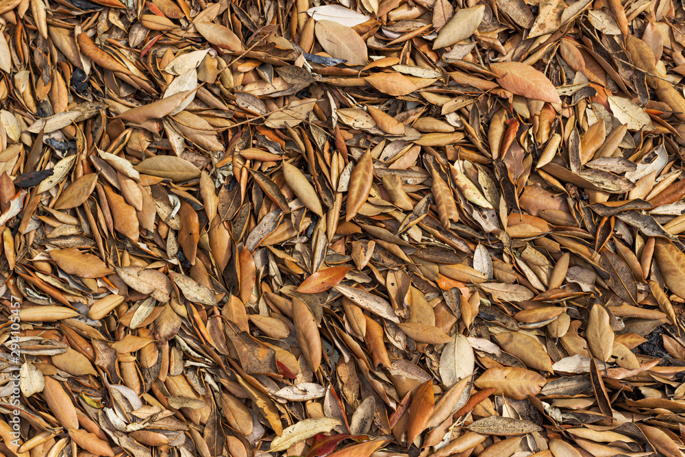 autumn leaves on a forest floor