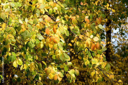 Bird cherry tree in autumn lit by the sun. Natural background