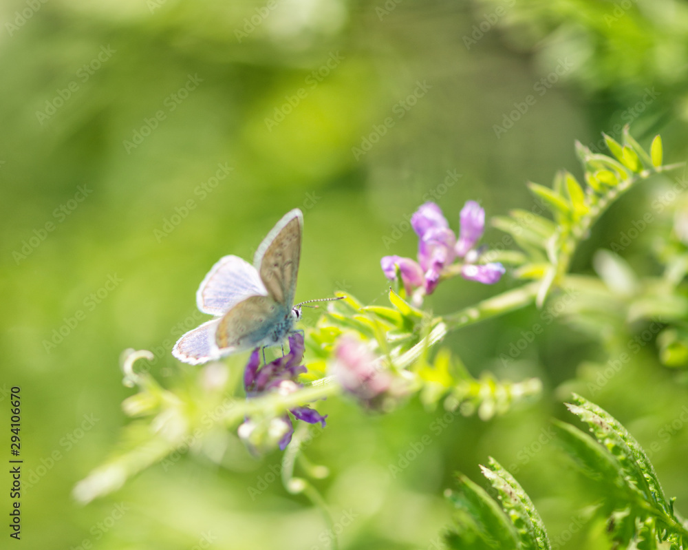 Fototapeta premium Bluebird butterfly on a summer meadow
