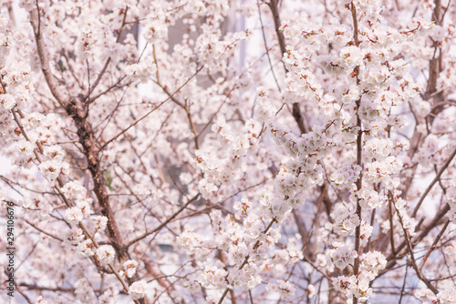 White cherry flowers