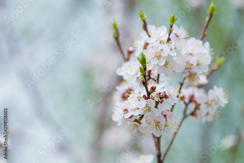 Branch of cherry with white flowers