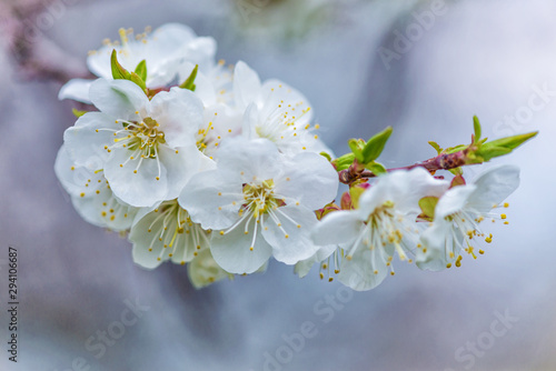 Branch of cherry with white...