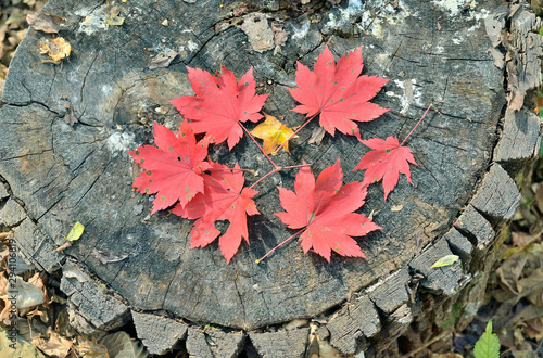 Red leaves of maple 5