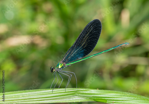 matrona Nigripectus Damselfy seen at Garo Hills Meghalaya India photo