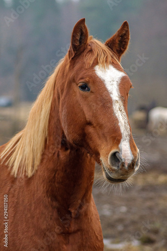 Red horse's portrait