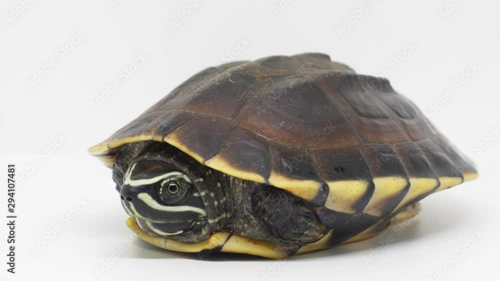 Turtle contraction in shell on a white background.4k Turtle contraction in shell on a white background.4k