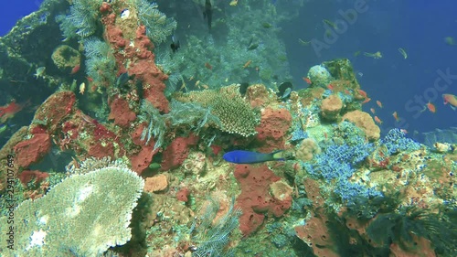 Wallpaper Mural  Underwater seascape with sunken ship covered in colorful reef with  a variety of tropical fishes Torontodigital.ca