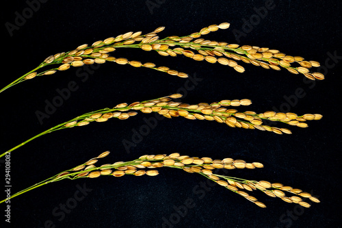 Close-up of Japonica rice ear