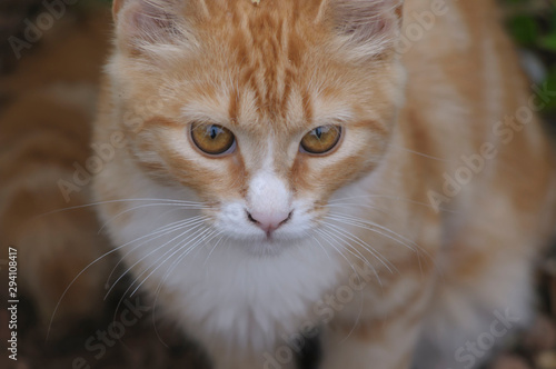 Close up of giner and white cat with bigh brown eyes and dust smudges on nose. White whiskers very visable photo