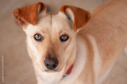 Cream cloured dog facing camera with brown floppy ears perched on top of head. Cream body blurred in background