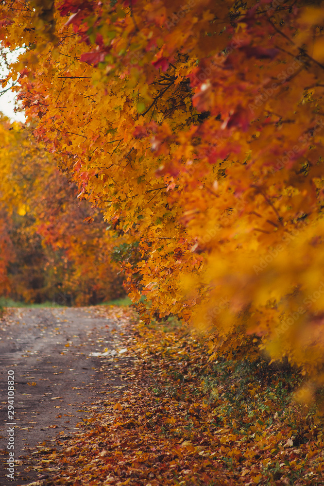 autumn leaves in forest