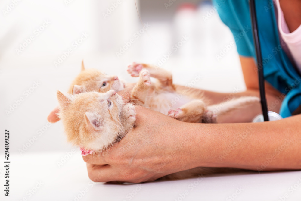 Veterinary healthcare professional hands holding two cute ginger kittens on the examination table