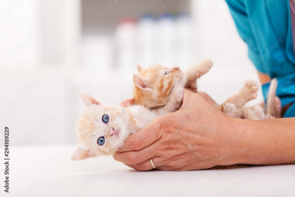 Veterinary healthcare professional holding two cute ginger kittens on the examination table
