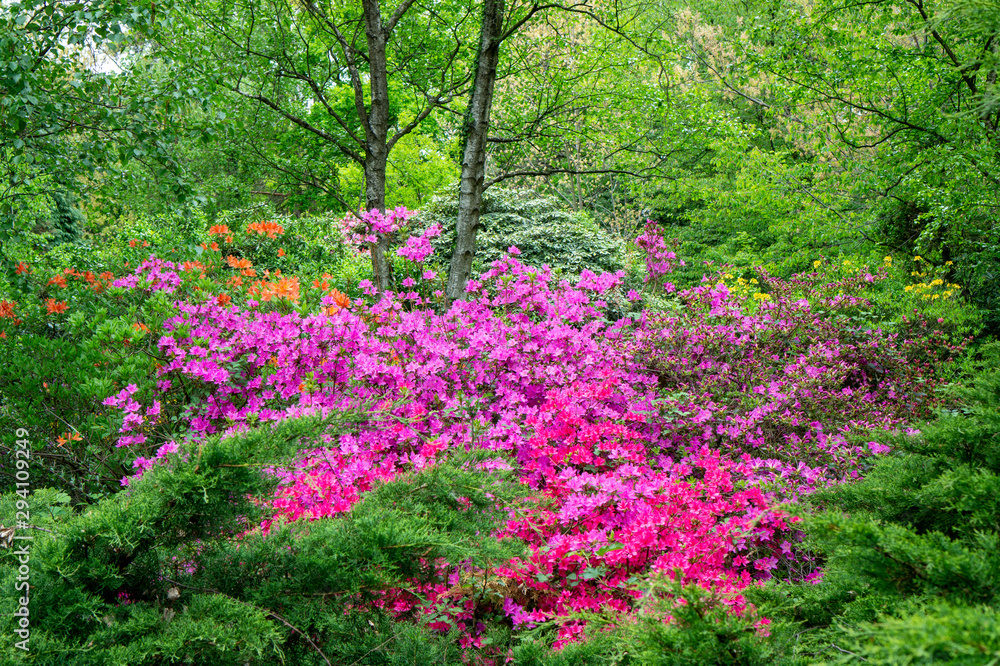 Rododendrons blossom in an hungaian Country garden in Jeli arboretum botanical garden