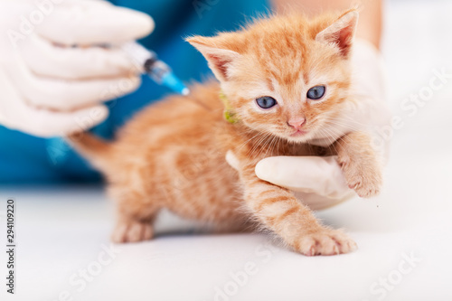 Cute ginger kitten receive a vaccine at the veterinary doctor office - close up