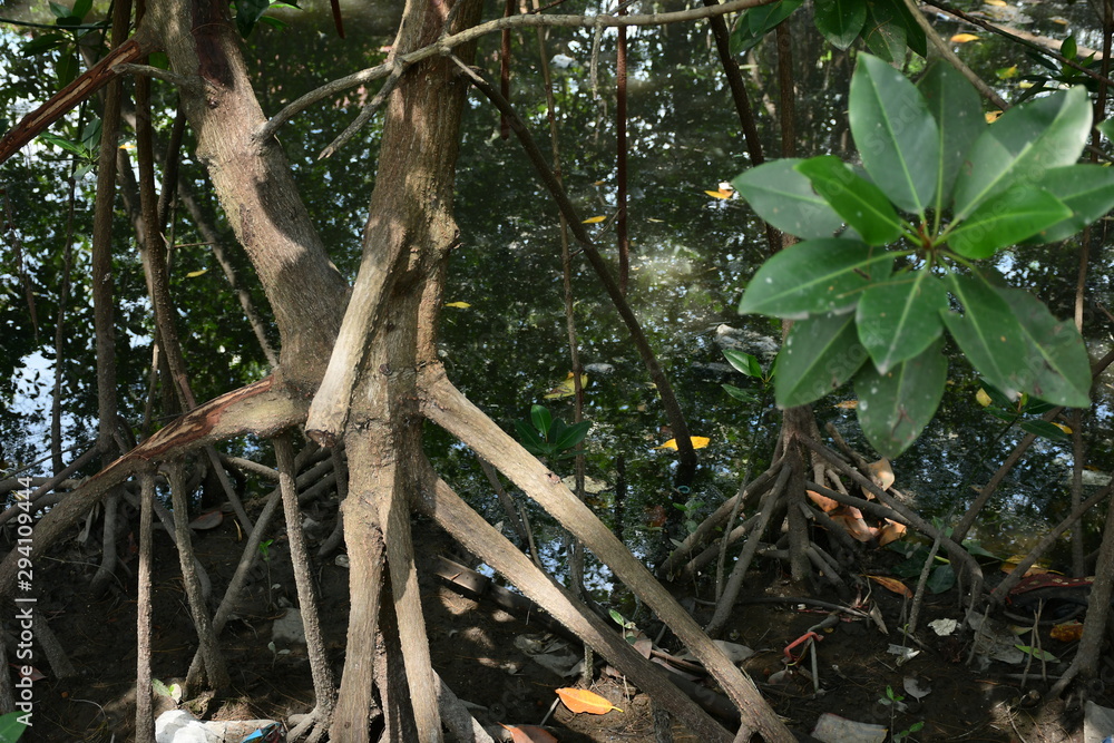 Obraz premium tree in jungle