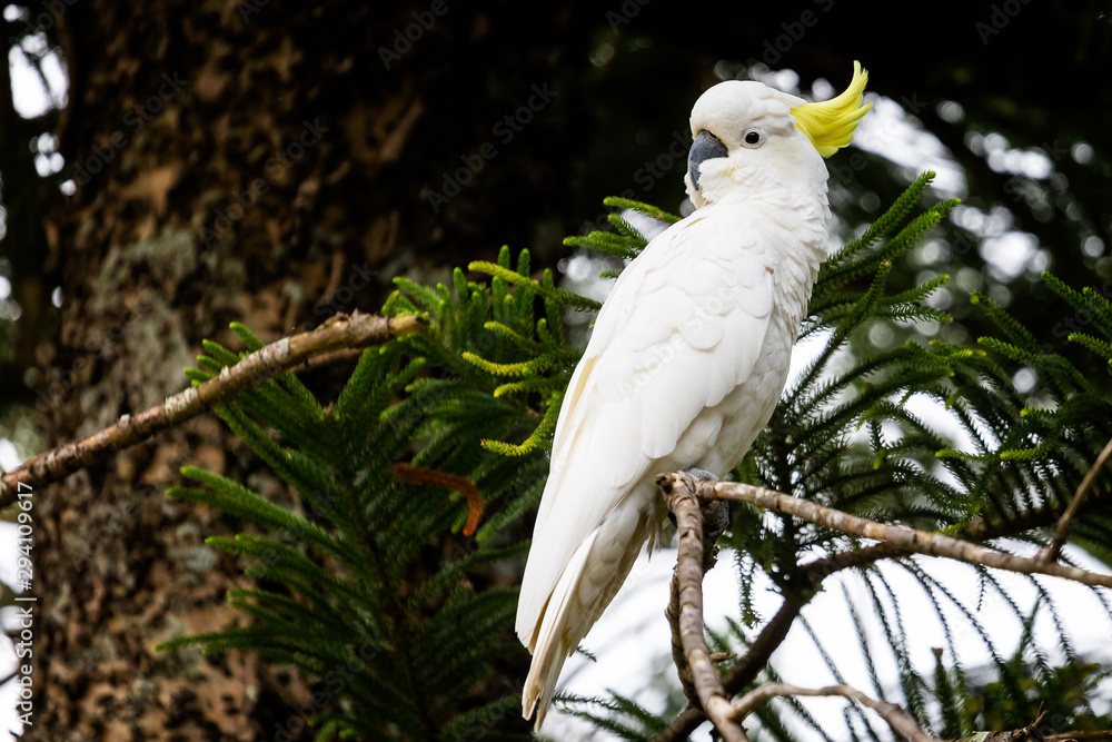 Close up of Cockatoo perched in tree with yellow crest Close up of Cockatoo perched in tree with yellow crest