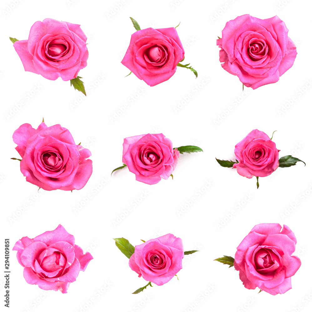Set of Beautiful single pink rose isolated on white background Set of Beautiful single pink rose isolated on white background