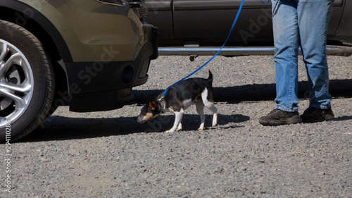 Side view of small rat terrier/mix-breed dog on leash doing scent work during a vehicle search with only handler's legs in view
