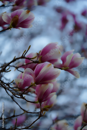 Pink color magnolia flower blooms branch