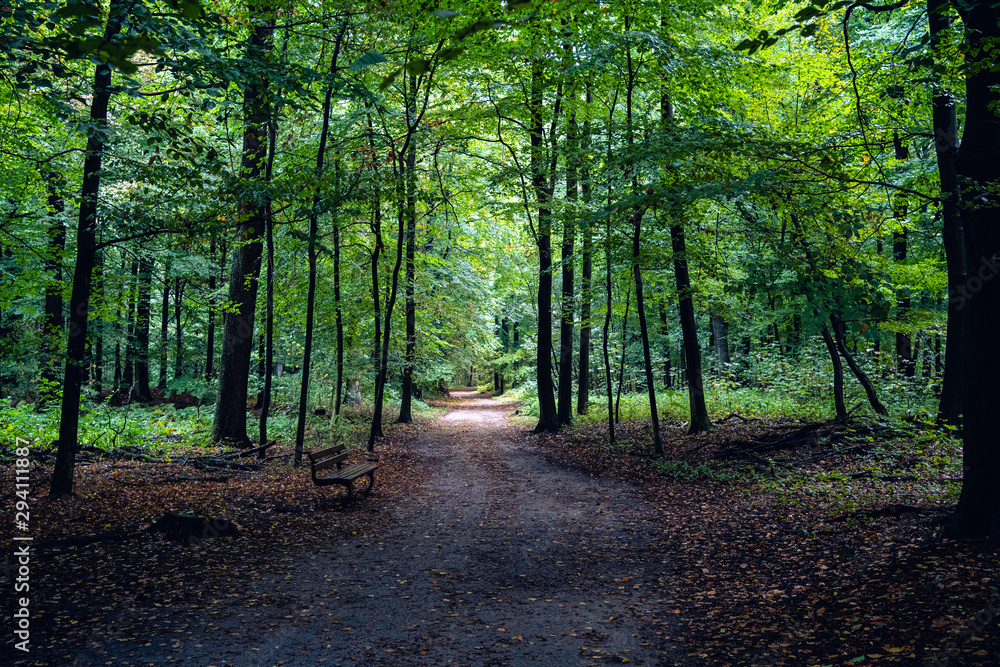 Fototapeta premium Forest path leading deep into the forest and on the side of the tree an old bench.