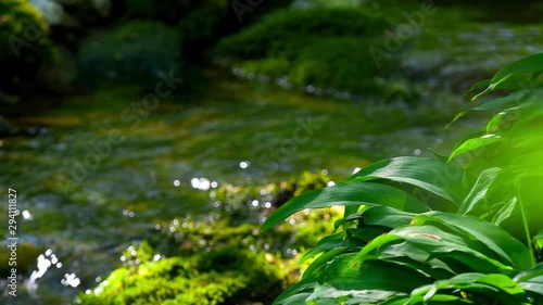 Small stream in the woods during summertime in Sweden