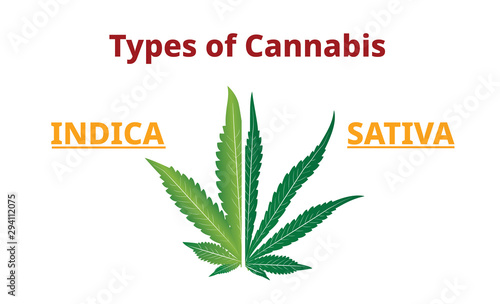 Types of cannabis, marijuana leaves comparison, Vector