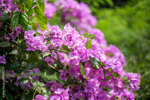 Wallpaper Mural Pink flowers in the garden in Thailand Torontodigital.ca