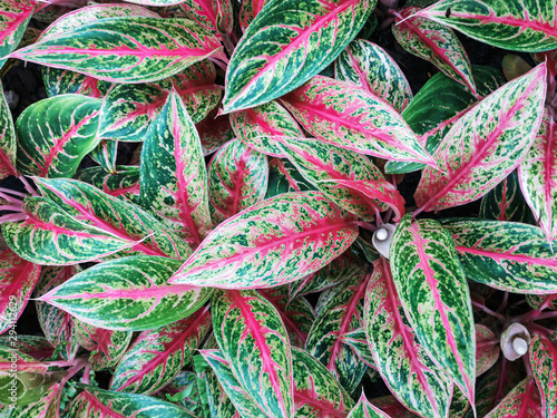 Colorful Aglaonema plants on pot in the garden.Close up leaves background.