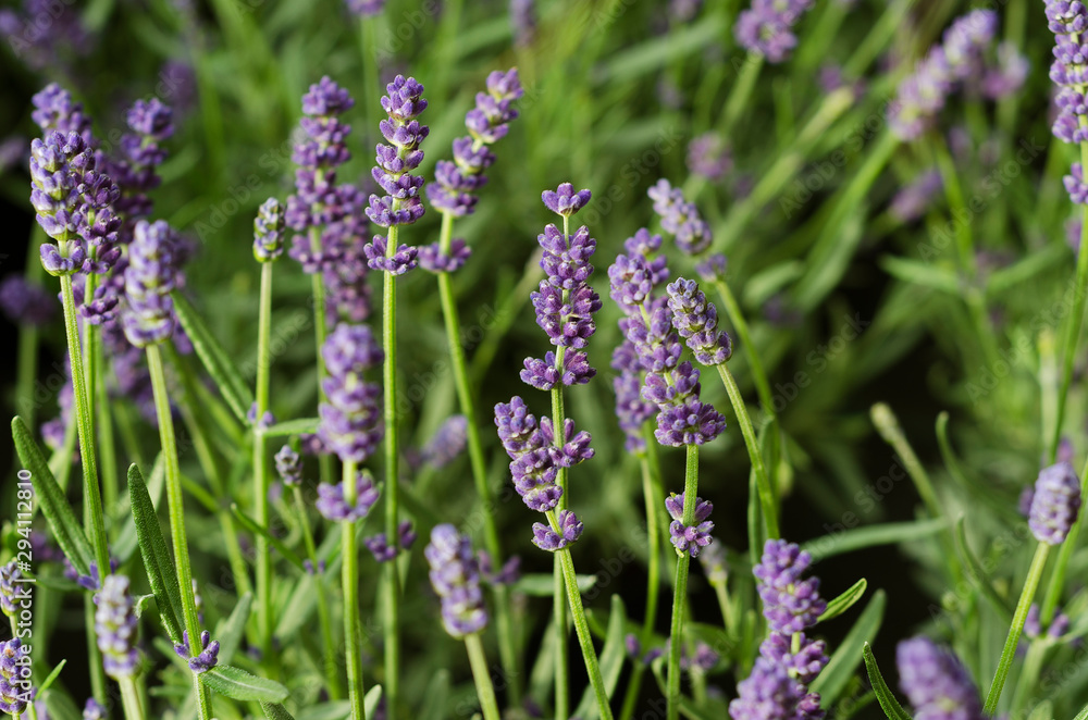 Lavender bushes close up Lavender bushes close up 2 Lavender bushes close up Lavender bushes close up 2