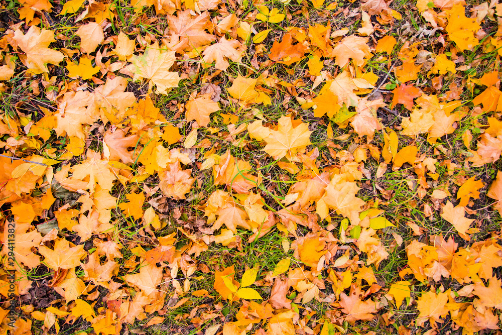 Maple foliage on ground in autumn, nature texture. Seasonal change concept Maple foliage on ground in autumn, nature texture. Seasonal change concept