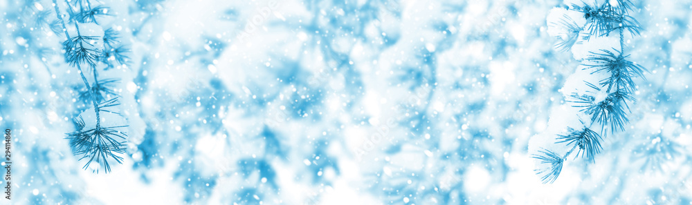 Bright winter background with snow-covered pine trees. Natural festive background.